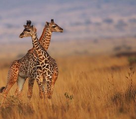 76 días de safari de gama media en Kenia: Masái Mara, lago Nakuru y Amboseli - Photo 1