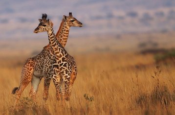 6 Day Midrange Safari Tour in Kenya: Masai Mara, Lake Nakuru, and Amboseli