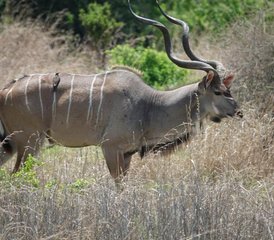 8 Tage Klassische Safari in Mikumi, Ruaha und Selous mit Bootssafari in Süd-Tansania - Photo 3