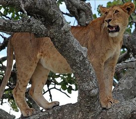 7 Tage Lodge Safari am Manyara-See, Serengeti, Ngorongoro Krater und Tarangire Nationalpark - Photo 5