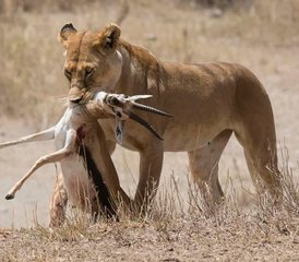 8 Day Lake Manyara, Ngorongoro, and Serengeti Classic Safari in Tanzania - Photo 5