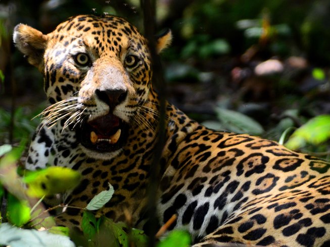 5 Day Jaguar Expedition Wildlife Tour in Mamirauá Sustainable ...