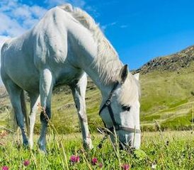 5 Day The Haven Short Break Horse Riding Holiday for All Levels in Campbeltown, Scotland, UK - Photo 3