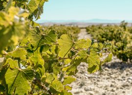 Ribera del Duero Retreats & Trips
