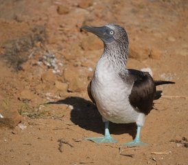 10 Tage Galápagos-Inseln Wellness-Retreat in Ecuador - Photo 5
