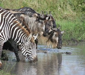 1011 Tage Luxus-Lodge-Safari in Tansania - Photo 1