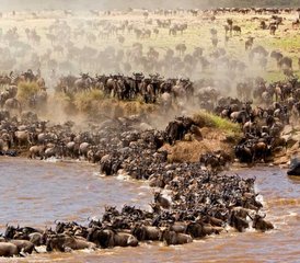 4-Daagse Elewana Sand River Mara Fly Safari in de Masai Mara, Kenia - Photo 2