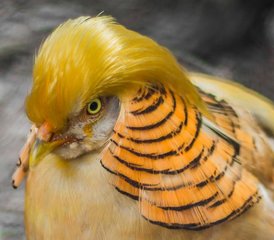 16 días de tour privado de observación de aves en el Parque Nacional de Bardia, las selvas de Chitwan y Nawalpur, y más - Photo 3