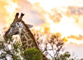 Arusha Retreats & Trips