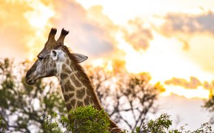 Arusha Retraites en Reizen
