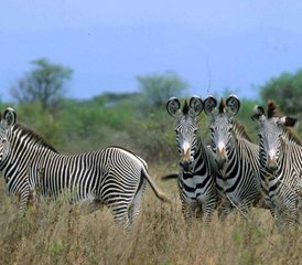 3 Day Samburu Wildlife and Cultural Adventure in Kenya - Photo 2