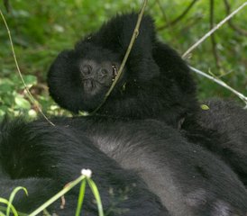  5 Day Double Gorilla Trekking Safari in Uganda's Bwindi Impenetrable Forest - Photo 2