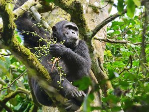3 días de safari de rastreo de chimpancés en Uganda