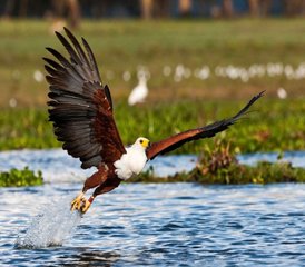 118 Tage Vogelbeobachtungstour in Kenia - Photo 1