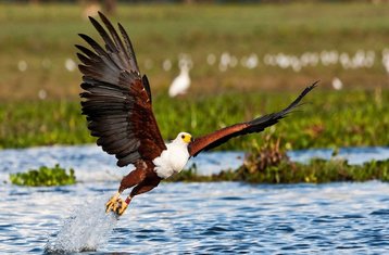 8 Tage Vogelbeobachtungstour in Kenia