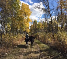 2 Day Greenhorn Package: Beginners Horse Riding Getaway in Rossburn, Manitoba, Canada - Photo 2