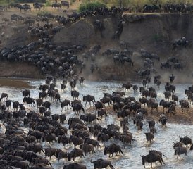 9-Daagse Privésafari in Tanzania: De Grote Gnoe-migratie - Kalfseizoen in Lake Ndutu - Photo 2