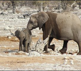 15 Tage Dünen-, Tierwelt- und Surfing-Abenteuer in Namibia - Photo 5