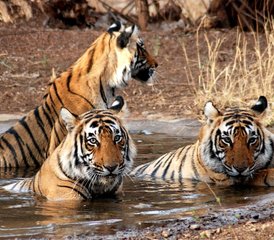 74 jours en stage Royal Bengal Tiger et oiseaux à Bardia National Park, Népal - Photo 1