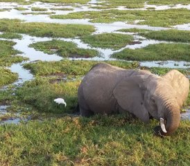 2-Daagse Safari Expeditie met SGR Treinavontuur in Kenia - Photo 3