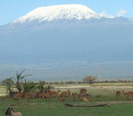 6 días de safari en Kenia en Amboseli, el Parque Nacional de Hell's Gate y Masái Mara - Photo 5