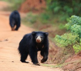 23 Day Affordable Camping Safari in Wilpattu National Park, North Central Province, Sri Lanka - Photo 1