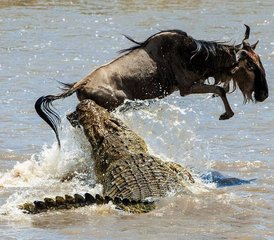 2 Tage Taita-Hills- und Salt-Lick-Safari-Tour ab Diani Beach, Kenia - Photo 4