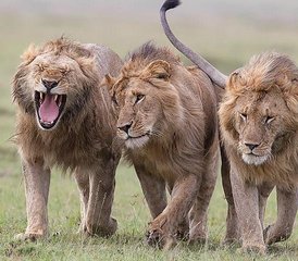 3 Day Experience Wildlife Safari and Explore a Little Paradise of Africa at Maasai Mara - Photo 3