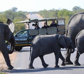 6 Day Classic Safari in Balule Nature Reserve and Kruger National Park, South Africa - Photo 2