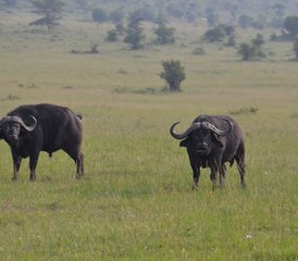 10 Tage Beste Kenia-Lodge-Safari | Big Five Wildtiere in Amboseli, Aberdare, Lake Nakuru, Lake Naiva, Kenia - Photo 3