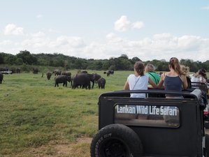 6 Day Elephants, Temples, Highlands, and Wildlife Tour in Sri Lanka