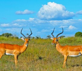 63 días de safari de lujo en la Reserva Nacional de Samburu, Kenia - Photo 1