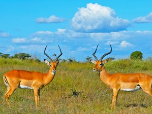 3 Day Samburu National Reserve Luxury Safari in Kenya