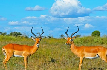 3-Daagse Samburu National Reserve Luxe Safari in Kenia