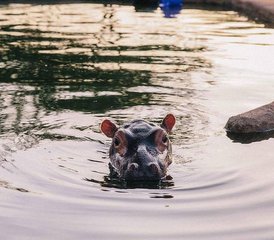 7 jours en stage de safari des chimpanzés à la Grande Vallée du Rift au Kenya - Photo 2