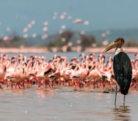 4 Day All-Inclusive Lake Nakuru and Masai Mara Private Safari in Kenya - Photo 2
