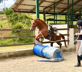 14 Tage Freiheit, Klassische Dressur und Yoga Retreat in Tucurrique, Cartago, Costa Rica - Photo 3