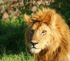 87 días de aventura de safari desde Masái Mara hasta Mombasa en Kenia - Photo 1