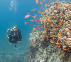 4 Tage Von den Wellen begeistert: Tauch-Tour in Aqaba am Roten Meer in Jordanien - Photo 4