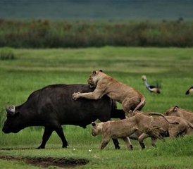 10-Daagse Serengeti Grote Migratie Luxe Safari Ontsnapping in Tanzania - Photo 2