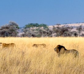 7 jours safari Big Five complet Tarangire, Serengeti, Ngorongoro et Manyara, Tanzanie - Photo 2