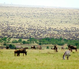 3 Day Serengeti Joining Group Safari in Tanzania - Photo 5