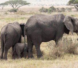 6 Day The Great Serengeti Migration Safari in Tanzania - Photo 4