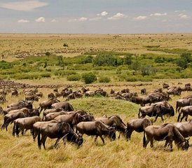 4-Daagse Groepssafari in Maasai Mara en Lake Nakuru, Kenia - Photo 4