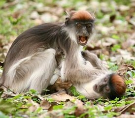 7 Day Western Tanzania Safari at Katavi and Mahale Mountains National Parks - Photo 2