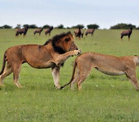 7 jours en safari privé dans les magnifiques parcs nationaux du Kenya : Amboseli, lac Nakuru, Masai Mara - Photo 2
