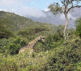 3 jours safari en groupe en Tanzanie vers Tarangire National Park, Ngorongoro Crater et Lake Manyara National Park - Photo 3