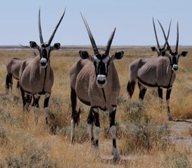 14 Tage Große Safari Camping-Tour in Namibia, Botswana und Simbabwe - Photo 2