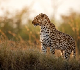 412 Tage Spektakulärer Wildlife-Safari und Strandurlaub in Sansibar, Tansania - Photo 1