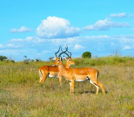 93 Tage Budgetfreundliche Gruppen-Safari in Tansania mit Wasserfällen und Kaffeetour - Photo 1